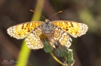 Melitaea didyma on fire Melitaea didyma on fire