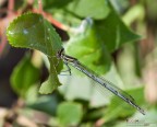 Platycnemis pennipes maschio ambientato Platycnemis pennipes maschio ambientato