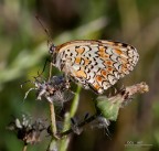 Melitaea didyma Melitaea didyma