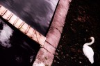 il ponte e il cigno il ponte e il cigno