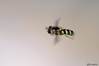 Syrphidae in volo-sfondo diverso