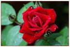 Rosa vellutata. 2