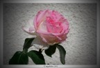 Il vero colore della rosa.. il rosa