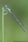 coenagrionidae cercion lindenii coenagrionidae cercion lindenii