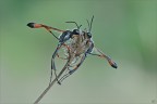 Ammophila procera Ammophila procera