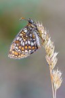 Melitaea Melitaea