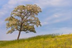 Tree Tree