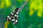 Arctia villica Arctia villica