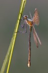 ...Calopteryx Virgo Merdionalis.... ...Calopteryx Virgo Merdionalis....