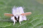 Falena bianca Falena bianca