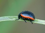rosso...nero.... rosso...nero....