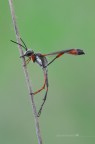 Ammophila procera