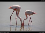 Camargue # 8