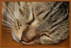 Sleep Sleep Sleep Sleep