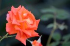 Rosa Rosa