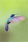 Mister Colibrì: il re del volo acrobatico Mister Colibrì: il re del volo acrobatico