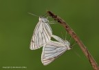 Siona Lineata (Geometridae)