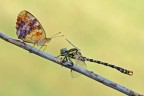 Brenthis daphne &amp; Onychogomphus uncatus