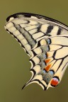 F13
1/13
ISO 100

-particolare ala di Papilio Machaon-

[url=http://i1128.photobucket.com/albums/m500/hawkeye691/_MG_7219-1-2000-per-il-web.jpg][b]Clicca qui per la versione ad alta risoluzione![/b][/url]