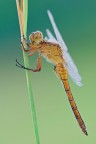 Orthetrum coerulescens