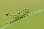 Odontopodisma decipiens Odontopodisma decipiens