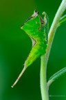 Cerura vinula Cerura vinula