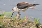 Mamma e figli Mamma e figli