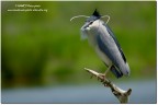 Nitticora(Nycticorax nycticorax) Nitticora(Nycticorax nycticorax)