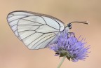 Femmina di Aporia Femmina di Aporia