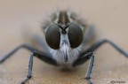 Faccia a faccia con l'Asilidae Faccia a faccia con l'Asilidae