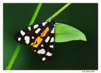 Arctia villica Arctia villica