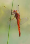Crocothemis erythraea M