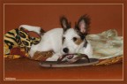I like slipper I like slipper