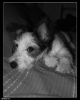 Ho tanto sonno! Ho tanto sonno!