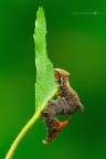 Notodonta tritophus Notodonta tritophus