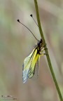Libelloides Libelloides