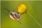 Bombylius major Bombylius major