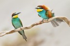 L'arruffato L'arruffato
