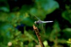 Dragonfly Dragonfly