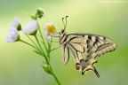 Papilio Machaon