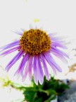 anenome anenome