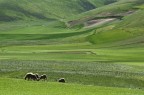 Piani di Castelluccio Piani di Castelluccio