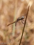 Orthetrum brunneum F - scatto rubato