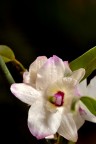 Orchidea Orchidea
