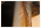 Mantide religiosa Mantide religiosa