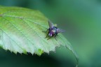 Mosca Mosca