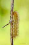 Diaphora mendica Diaphora mendica