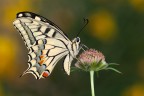 F11
1/13
ISO 100

-Papilio machaon maschio-

Posto questo splendido papilio machaon maschio che aveva deciso di passare la notte su questo particolare fiore.

[url=http://i1128.photobucket.com/albums/m500/hawkeye691/_MG_7193-1800-per-il-web.jpg][b]Clicca qui per la versione ad alta risoluzione![/b][/url]