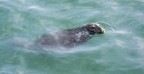 Seal Seal