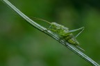 Tettigonia viridissima (femmina) Tettigonia viridissima (femmina)